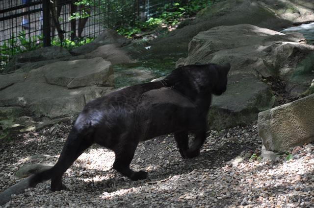 min 2013 07 06 beauval 172